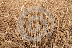 Dry wheat field, wheat golden ears background