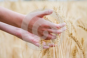 Dry wheat's ear in the hands of kid