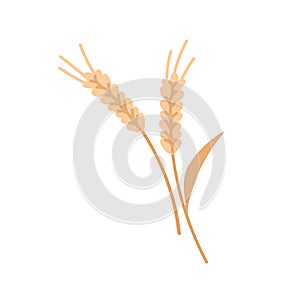 Dry wheat spikelets with ear, stem, spike. Rye grain plant, cereal crop. Stalks with gold kernels on stems. Flat vector