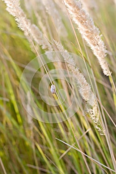 Dry whisks of grass at sunset in summer