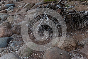 dry white gray twisting tangled roots of old dead tree on backdrop of sand earth with stones