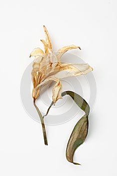 Dry white Lily flower with leaf on white background. Copy space text