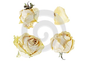 Dry white rosebuds isolated on white background. Collection