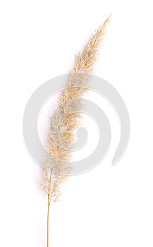 Dry wild bushgrass on white background