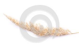 Dry wild bushgrass on white background