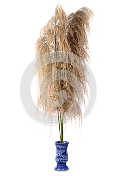 Dry wild cane flower is commonly known as Kans grass in the vase