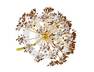 Dry wild fennel, dill flower isolated