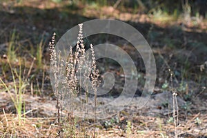 Dry wild flowers in pine forest in sunset summer light