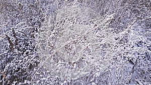 Dry wild goosefoot thickets covered with snow in light wind