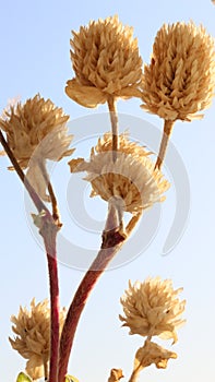 Dry wild plant on defocused natural blue sky background. Vertical shot with natural light.