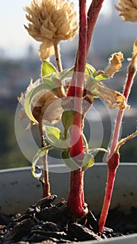 Dry wild plant on defocused natural blue sky background. Vertical shot with natural light.