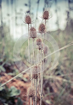 Dry wild teasel and snail and insects