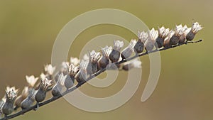 Dry wildflowers gently sway in light breeze