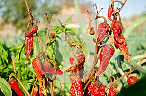 Dry wilted hot red bell pepper grows in the field. Vegetable disease. Global warming and poor harvest. Agribusiness. Agro industry