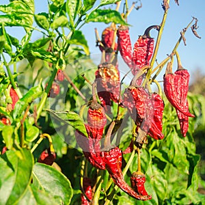 Dry wilted hot red bell pepper grows in the field. Vegetable disease. Global warming and poor harvest. Agribusiness. Agro industry