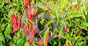 Dry wilted hot red bell pepper grows in the field. Vegetable disease. Global warming and poor harvest. Agribusiness. Agro industry