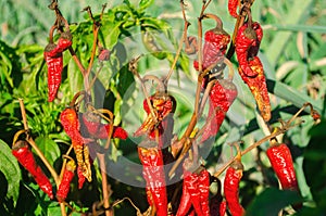 Dry wilted hot red bell pepper grows in the field. Vegetable disease. Global warming and poor harvest. Agribusiness. Agro industry