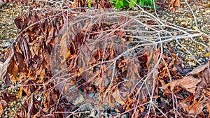 Dry and wilted leaves of a pruned tree