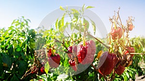 Dry wilted red bell pepper grows in the field. Vegetable disease. Global warming and poor harvest. Agribusiness. Agro industry.