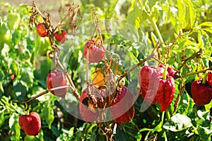 Dry wilted red bell pepper grows in the field. Vegetable disease. Global warming and poor harvest. Agribusiness. Agro industry.