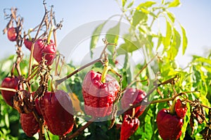 Dry wilted red bell pepper grows in the field. Vegetable disease. Global warming and poor harvest. Agribusiness. Agro industry.