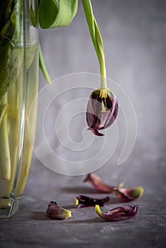 Dry wilted tulip flower on a vase and petals drooped on the ground, Decay sorrow and depression