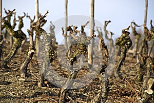 Dry wineyard