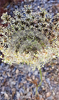 Dry winter flower grow up and died because arid weather