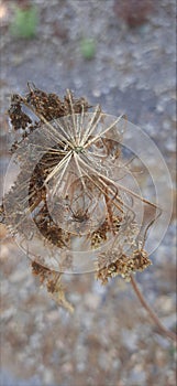 Dry winter flower grow up and died because arid weather