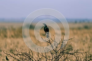 The dry winter season is evident in this starling photo