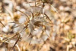Dry wither desert golden plant full of thorn and spike as aggressive, dangerous and intrusive botanical background photo