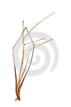 Dry, withered grass isolated on white.