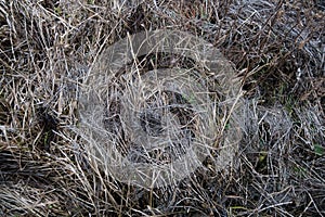 Dry withered grass in the water in late autumn