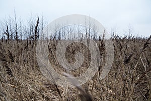 Dry withered grass in the water in late autumn