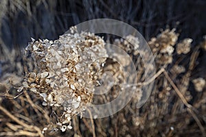 Dry withered hydrangea in the morning rays