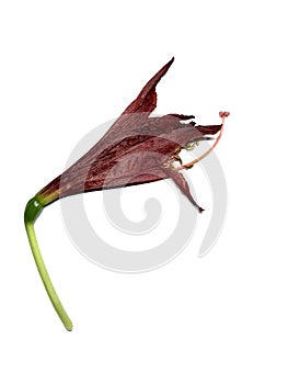 Dry withered red Amaryllis Piquant flowers isolated on white background. Died flower