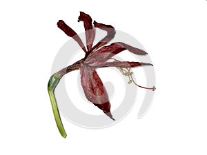 Dry withered red Amaryllis Piquant flowers isolated on white background. Died flower