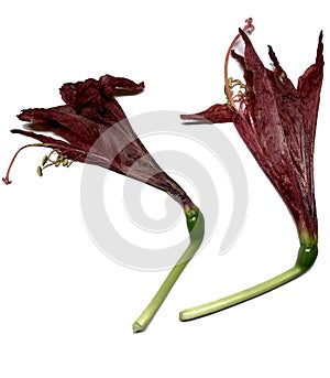 Dry withered red Amaryllis Piquant flowers isolated on white background. Died flower