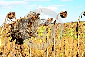 Dry and withered sunflower