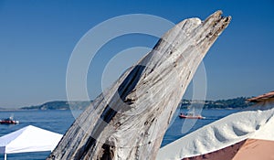 Dry wood piece in shape of a dolphin at Alki beach