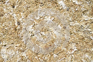 Dry yellow algae and seaweed