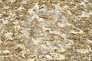 Dry yellow algae and seaweed