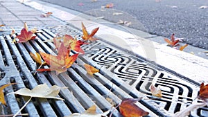 Dry yellow autumn fallen maple leaves, metal grate on ground of american street.