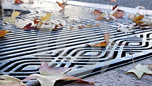 Dry yellow autumn fallen maple leaves, metal grate on ground of american street.