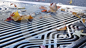 Dry yellow autumn fallen maple leaves, metal grate on ground of american street.