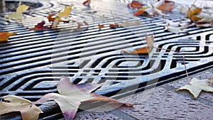 Dry yellow autumn fallen maple leaves, metal grate on ground of american street.