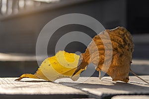 Dry and yellow autumn leaves closeup. Selective focus