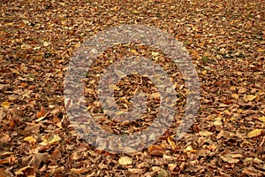 Dry yellow autumn leaves. Earth covered with autumn leaves