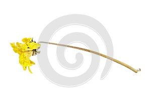 Dry yellow chrysanthemum flower isolated on white background