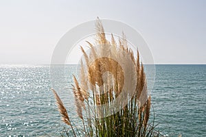 Dry yellow Cortaderia Selloana Pumila feather pampas grass with is on a blue sea and sky background